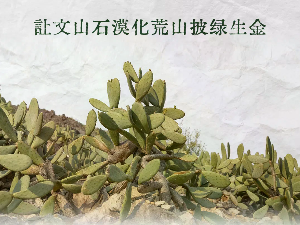 植树节特辑 | 石缝里的仙人掌，让文山石漠化荒山披绿生金