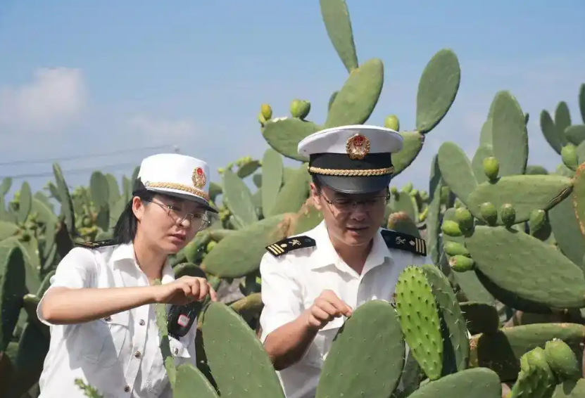 全国首批出口可食仙人掌叶片自云南发往越南