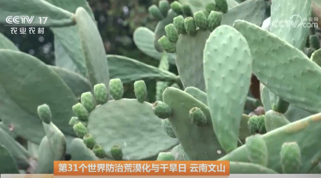 第31个世界防治荒漠化与干旱日 云南文山 石缝中扦插仙人掌 石漠化面积减少22.68万公顷